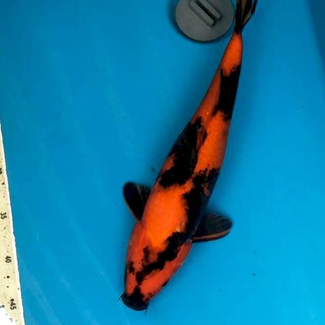 Utsuri Male 37cm