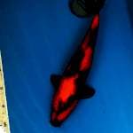 Utsuri Male 37cm