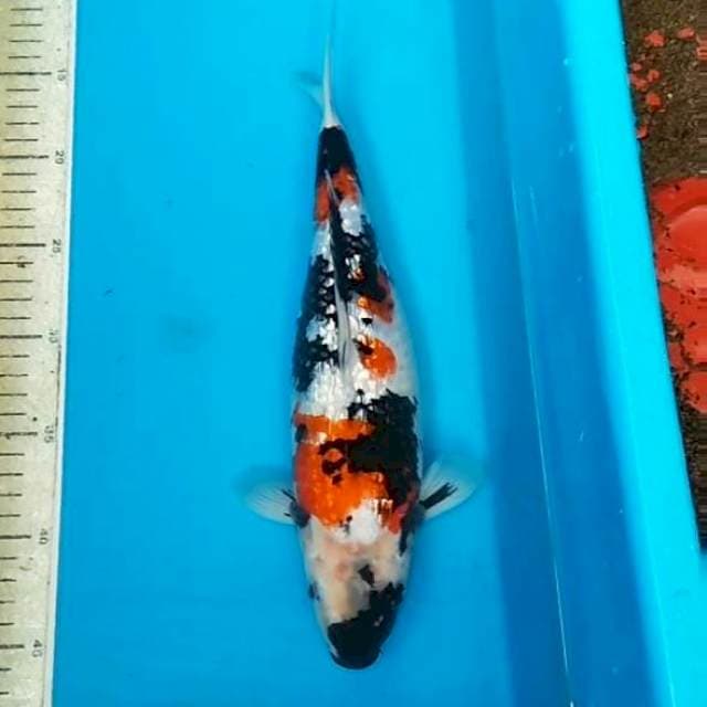 Showa ginrin 32cm