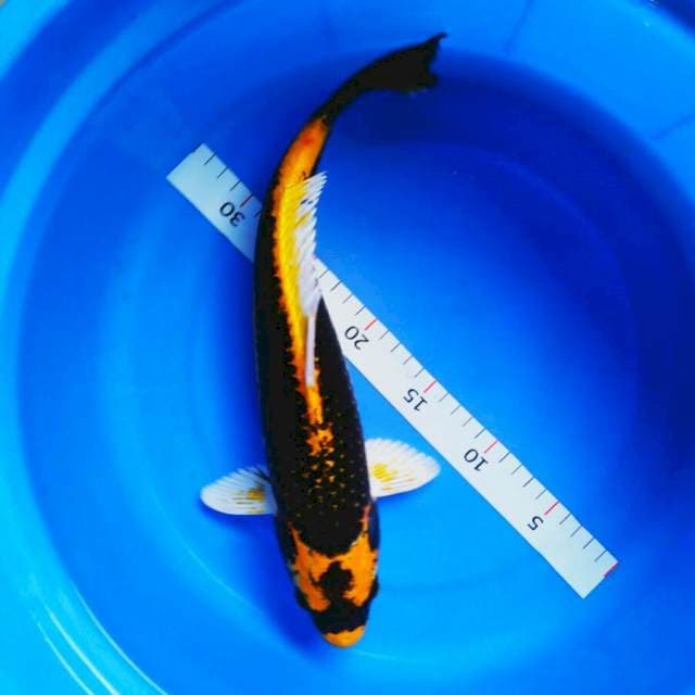 Kabuto josss 36cm