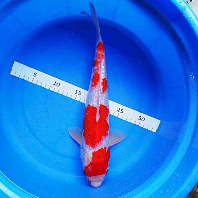 Kohaku ginrin 37cm male