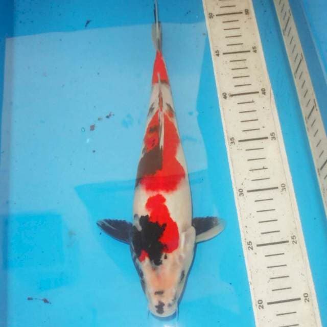 31cm KINDAI showa
