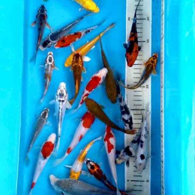 Mix -+15-17cm 22ekor