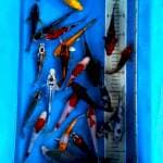 Mix -+15-17cm 22ekor