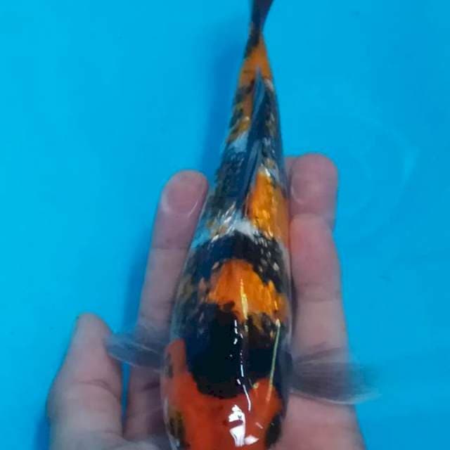 Ki Showa ginrin 20cm