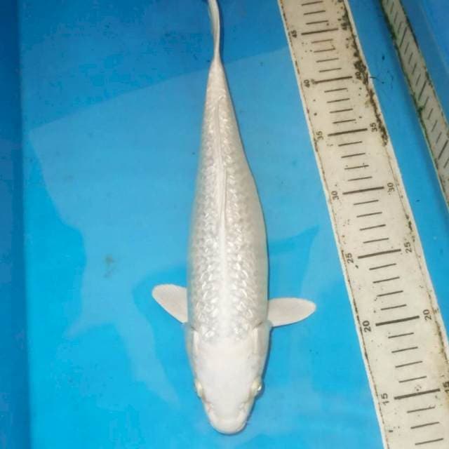 Platinum 35cm