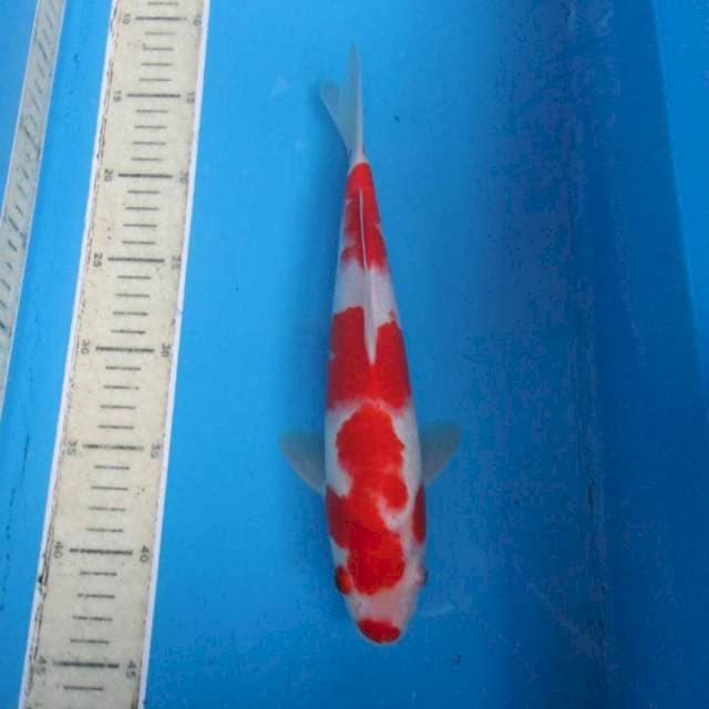 Kohaku25cm