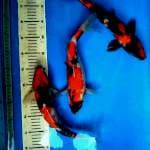 Showa 34-36 cm