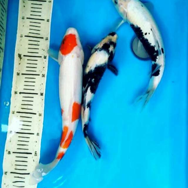Mix Kohaku, Shiro.. 34,37,40 Cm