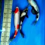 Mix Kohaku, Shiro.. 34,37,40 Cm