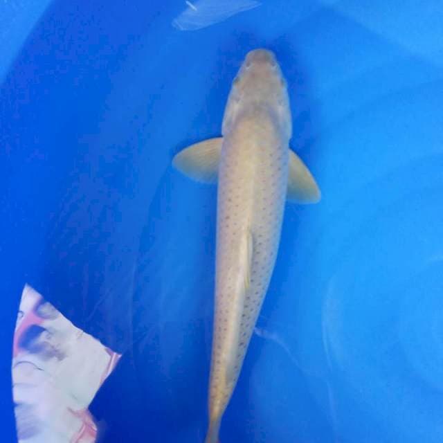 JaNTAN caghoi 