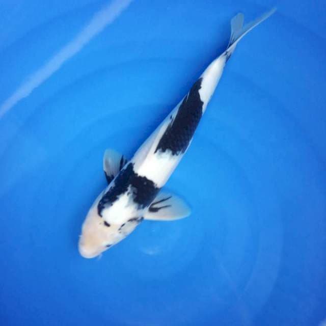 Shiro JANTAN Putih