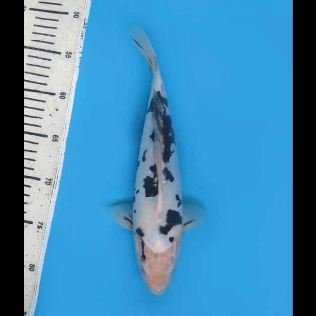 Bekko Doitsu - 32cm 