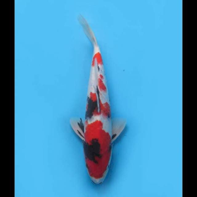 Showa Sanshoku Merah - 34cm Male 
