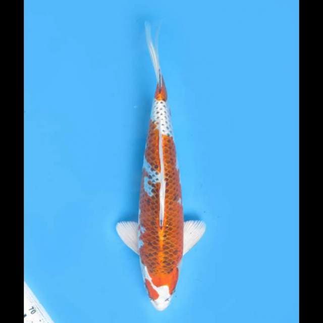 Kujaku F1 - 30cm Male