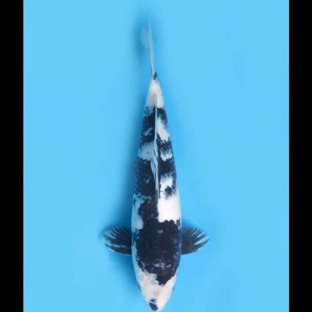 Shiro Utsuri Putih - 35cm 