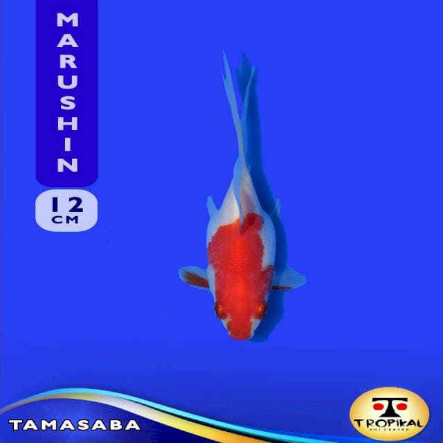 Tamasaba (Marushin Farm) 12cm. Import & Breeder Sertifikat