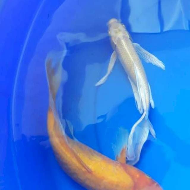 Kumpay ogon dan karasi 25 cm dan 30 cm