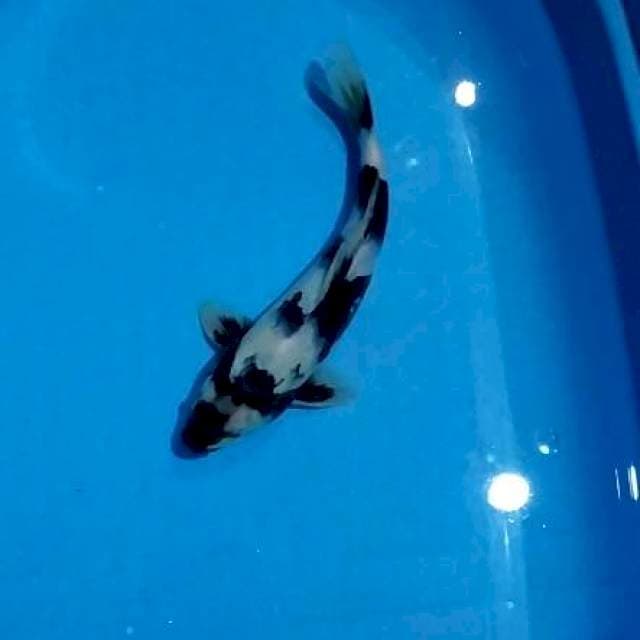 Shiro show quality 30cm male