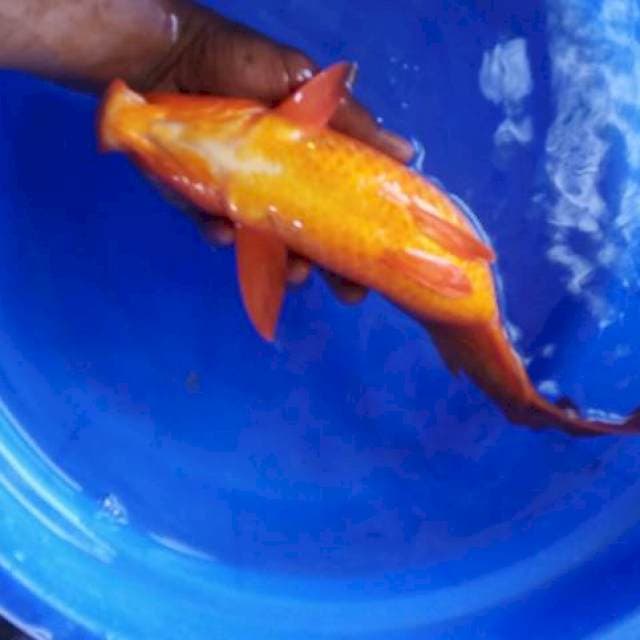 Benigoi 33cm