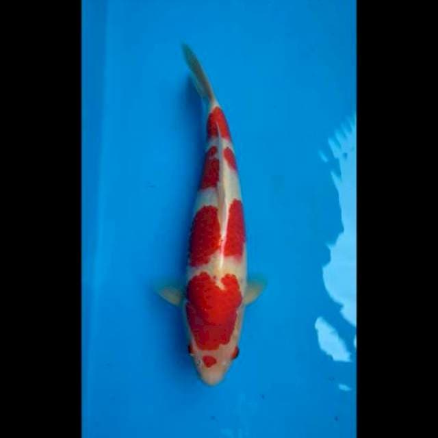 Kohaku