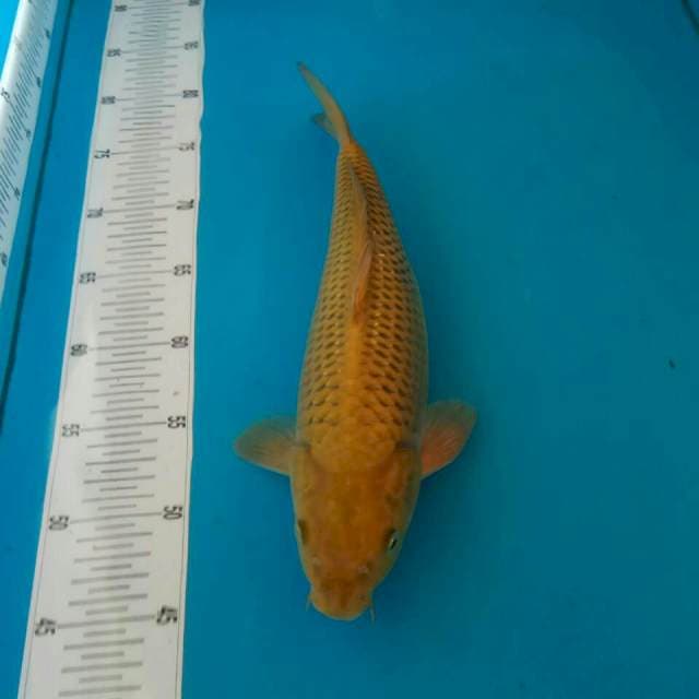 Karashi 32 cm