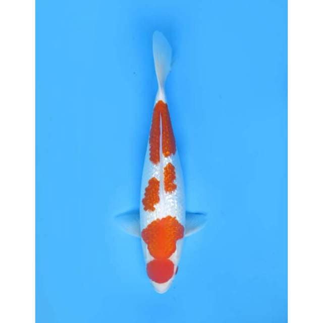 Maruten Kohaku  Ginrin HQ,  42cm - Female