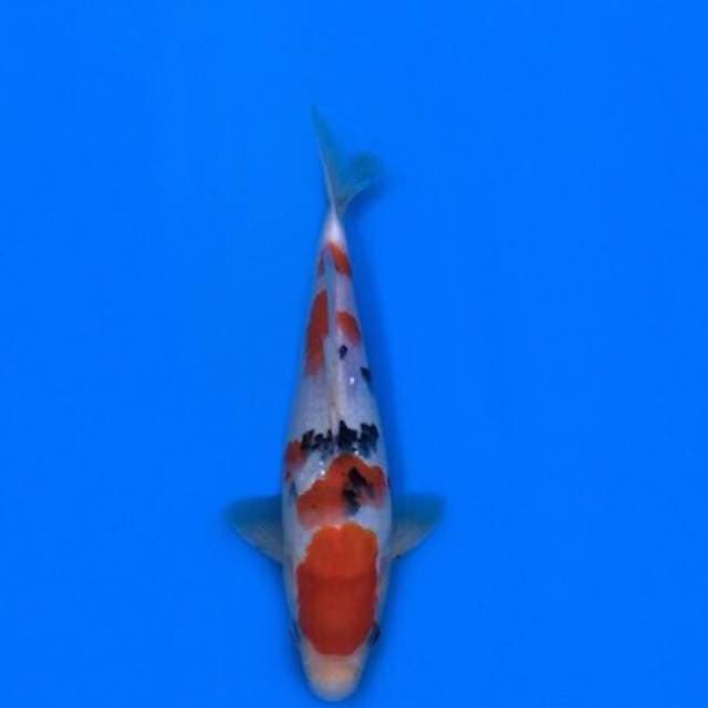maruten sanke 23cm