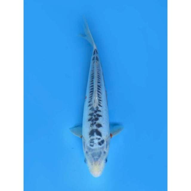 Shusui Tosai , 31cm