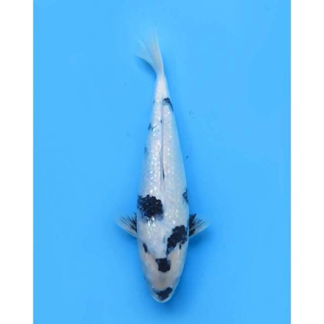 Shiro Full Ginrin, 39cm