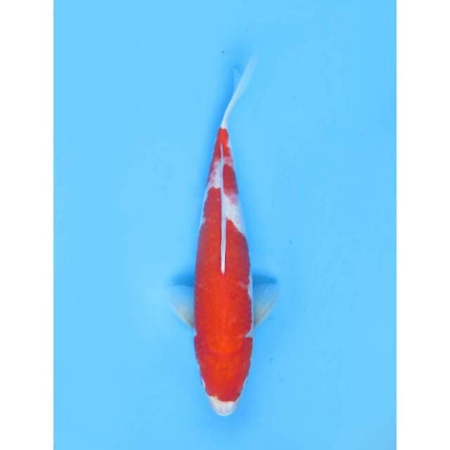 Kohaku Merah, 38cm