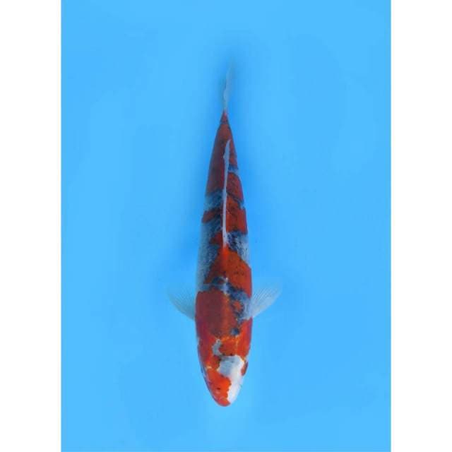 Goshiki Merah, 33cm