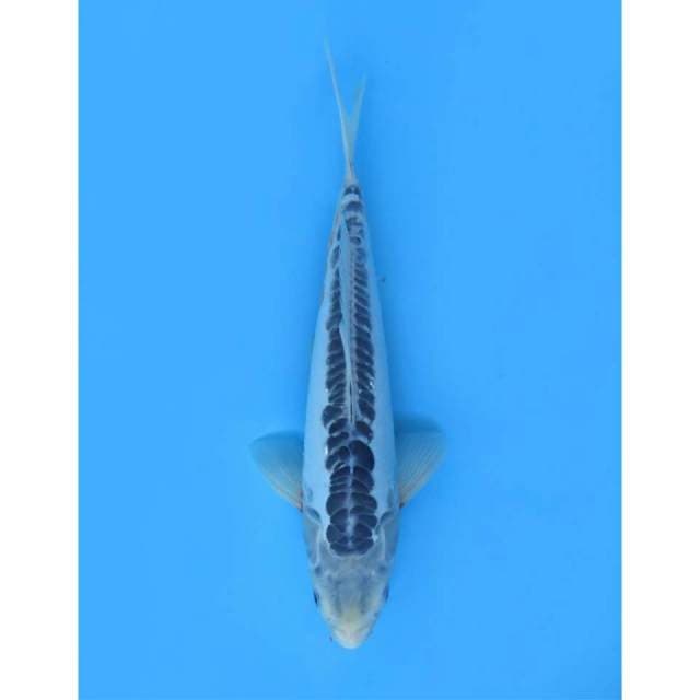 Shusui Ring Full, 33cm