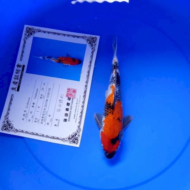 Gindrin showa import