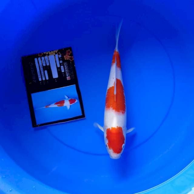Kohaku import serty