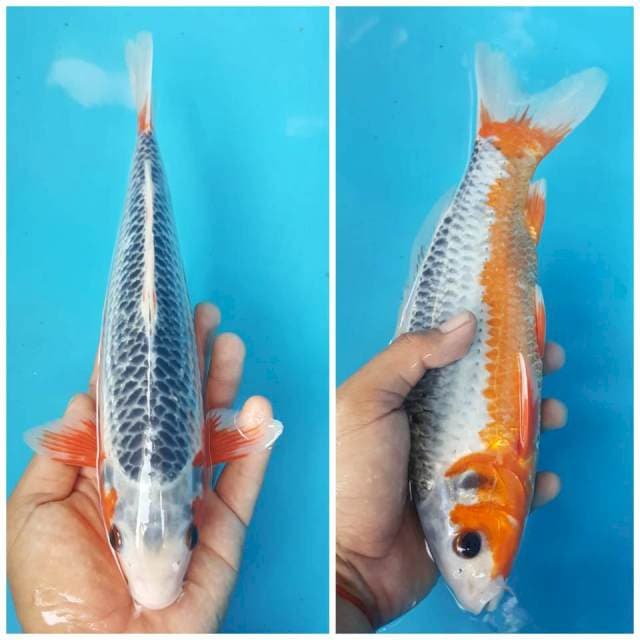 ASAGI QUALITY MANTAB