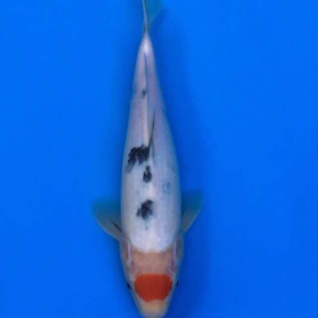 tancho sanke tategoi 27cm