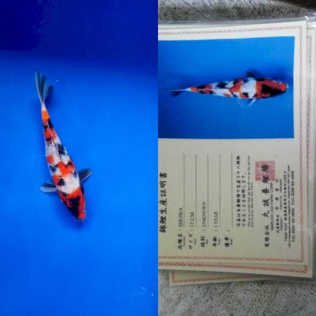 Showa import marusei