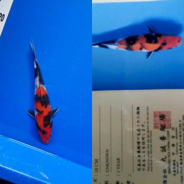 Showa inport marusei