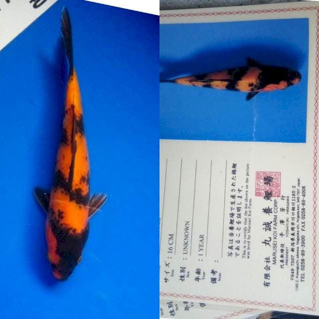 Hiutsuri import marusei