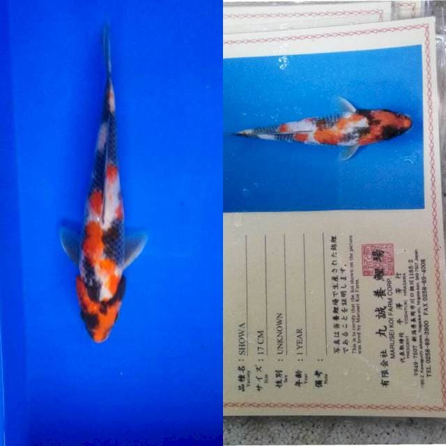 Showa import marusei