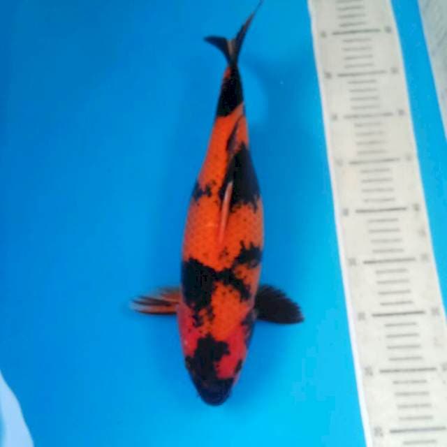 Hi Utsuri
