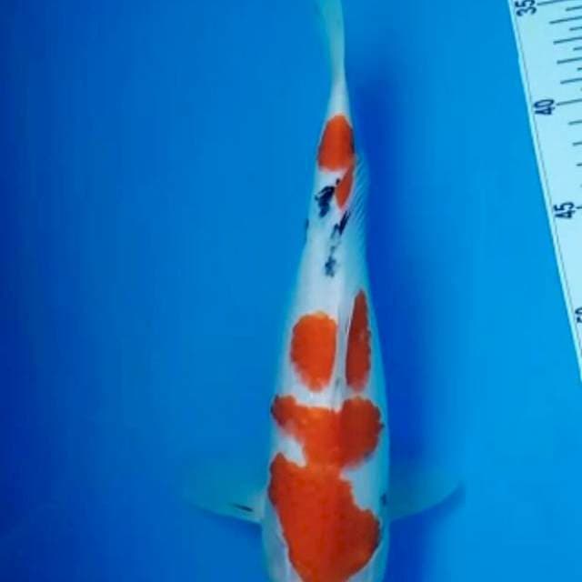 Sanke 31cm