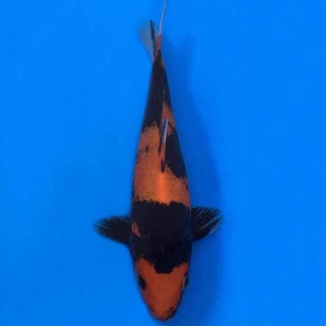 hi-showa HQ 25cm