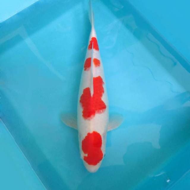 2. KOHAKU 4 STEPS