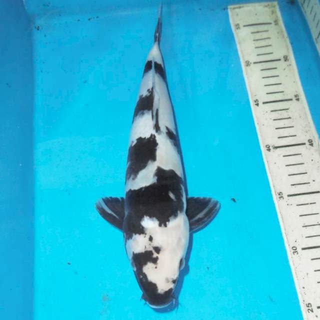 Shiro 31 cm