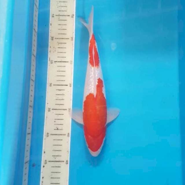 Nindan Kohaku Ginrin 30 cm. MALE