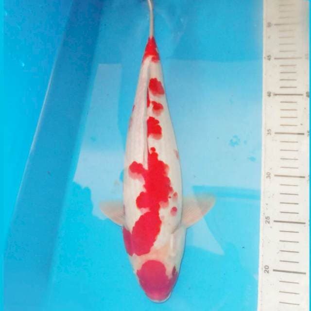 38cm MASUKU KOHAKU SAKURA