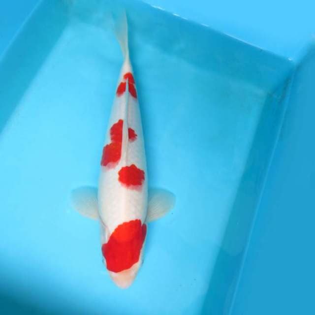 4. HANAKO ~ KOHAKU