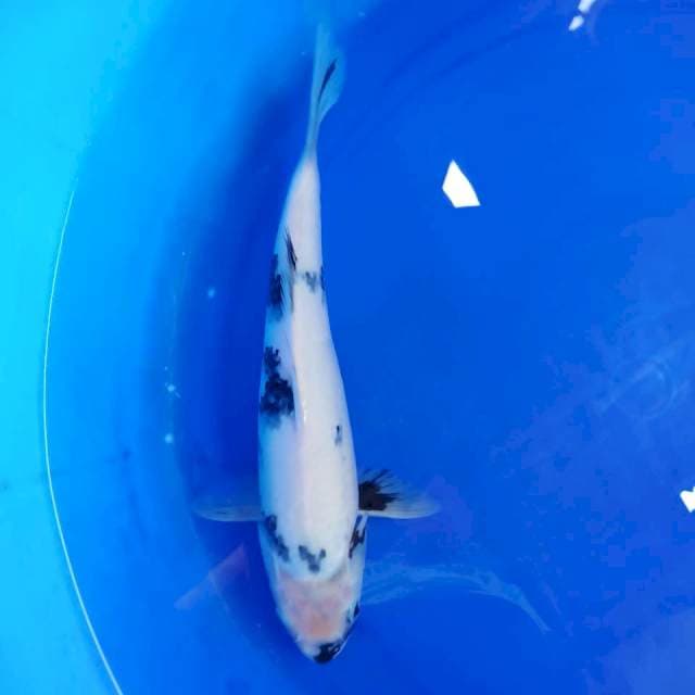 Shiro 30cm